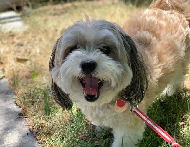 Dog Walking Austin, TX Hound for Hound Dog Walking Austin, TX Hound for Hound