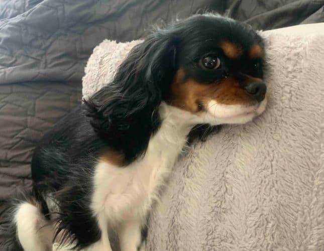 Overnight Pet Sitting Austin, TX Hound for Hound Overnight Pet Sitting Austin, TX Hound for Hound