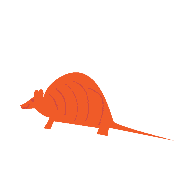 armadillowebsite-01 rabbit hound for hound