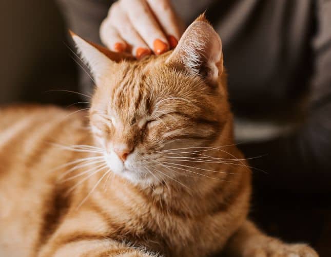 cat sitter pet sitter austin tx hound for hound cat sitter pet sitter austin tx hound for hound